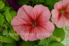 19DSC_1062.jpg