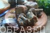 watermarked - IMG_6482.JPG
