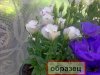 образец 6.jpg