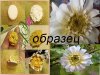 ромашка.jpg