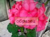 образец 3.jpg