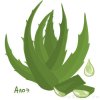 aloe.jpg