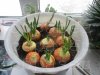 watermarked - IMG_0500.JPG