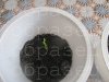 watermarked - IMG_0497.JPG