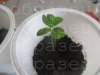 watermarked - IMG_0516.JPG