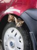 колесо с котятами.jpg