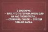 горилла.jpg