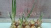 watermarked - 002.jpg
