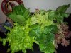 IMG_20201221_140432_298.jpg