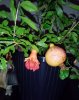 IMG_20201221_192041_330.jpg