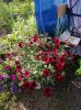 IMG_20210613_182026.jpg