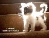 котенок.jpg