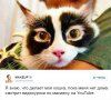 кошка 2.jpg