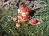 watermarked - SAM_9492.JPG