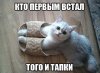 тапки.jpg