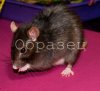 watermarked - DSC_0203.jpg