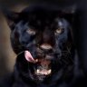 pantera